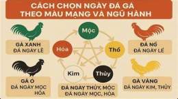 tính năng nổi bật cách xem màu mạng gà đá
