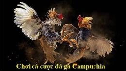 tính năng nổi bật campuchia đá gà campuchia