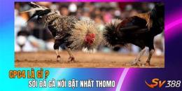 tính năng nổi bật cây đá gà tuổi thơ