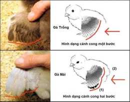 tính năng nổi bật cháu đã làm gì để dụ gà trống xuống đất