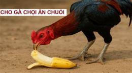 tính năng nổi bật cho gà đá an chuối