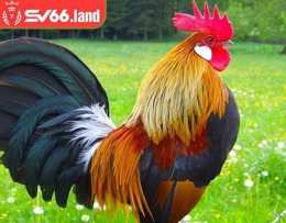 tính năng nổi bật chợ tốt, gà đá quận 11