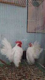 tính năng nổi bật chợ tốt, gà đá quận 12