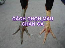 tính năng nổi bật chọn màu chân gà đá