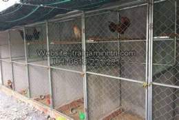 tính năng nổi bật chuồng bay cho gà đá