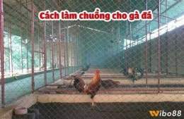 tính năng nổi bật chuồng chạy cho gà đá