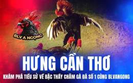 tính năng nổi bật clip đá gà camelo hưng cần thơ