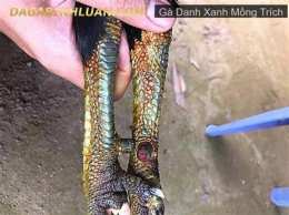 tính năng nổi bật clip gà xanh mồng trích đá