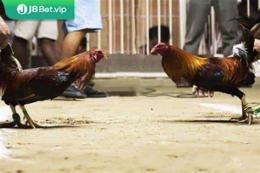 tính năng nổi bật coi đá gà thái lan