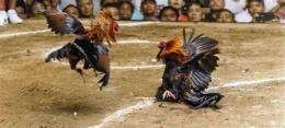 tính năng nổi bật con ga den da ga truc tiep