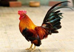 tính năng nổi bật con gà trống đá