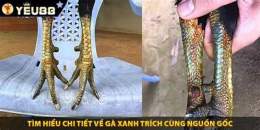 tính năng nổi bật con gà xanh trích đá