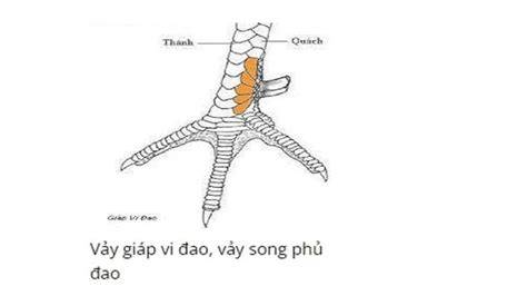 tính năng nổi bật cua ga da