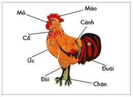 tính năng nổi bật dạ con của gà