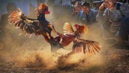 tính năng nổi bật đá gà 179 city