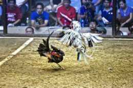 tính năng nổi bật đá gà 369