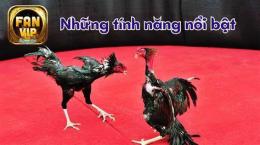 tính năng nổi bật đá gà 67 c6