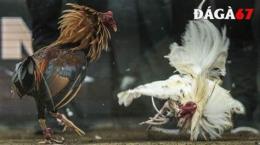 tính năng nổi bật đá gà 67 daga67