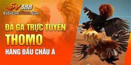 tính năng nổi bật đá gà 88b link
