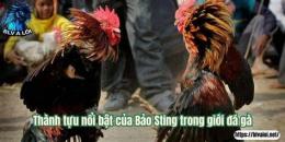 tính năng nổi bật đá gà bảo siting