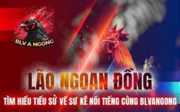 tính năng nổi bật đá gà bảo sting hôm qua