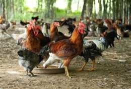 tính năng nổi bật đá gà bến tre