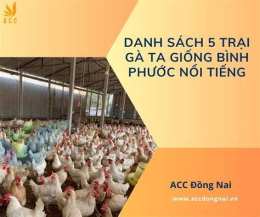 tính năng nổi bật đá gà bình phước