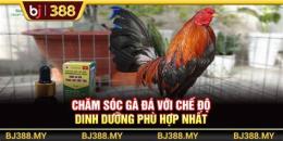 tính năng nổi bật đá gà bj388