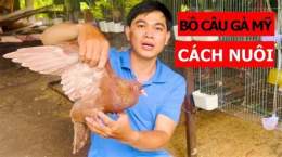 tính năng nổi bật đá gà bồ câu ngon