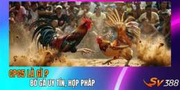 tính năng nổi bật đá gà bồ