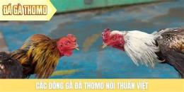 tính năng nổi bật đá gà c2 thomo