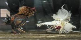 tính năng nổi bật đá gà c3 ngày 17 tháng 7 năm 2024