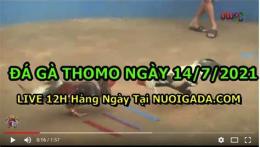 tính năng nổi bật đá gà cam tháng 7