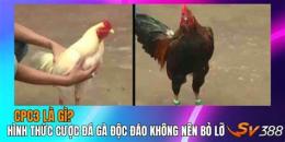 tính năng nổi bật đá gà ccp3 15/4