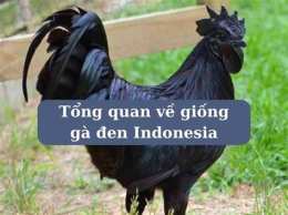 tính năng nổi bật đã gà con gà đen chăm com