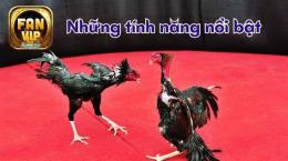 tính năng nổi bật đá gà con