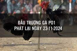 tính năng nổi bật đá gà cựa dao po1