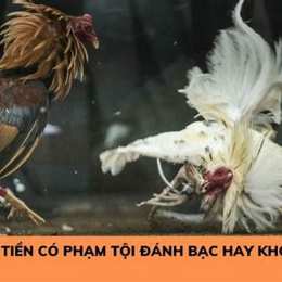 tổ chức đá gà có bị phạt tù không