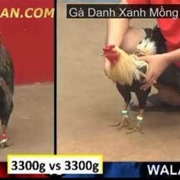 tổng hộp clip đá gà xanh trích thomo