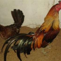 trại gà đá bạc liêu