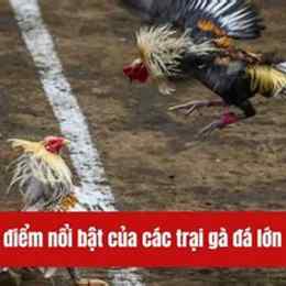 trại gà đá lớn nhất miền tây