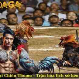 trận đá gà ô ma mị