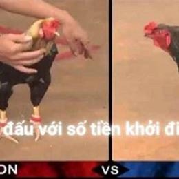 trận gà mít trà cú đá 15 tỷ