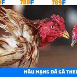 trang đá gà 789