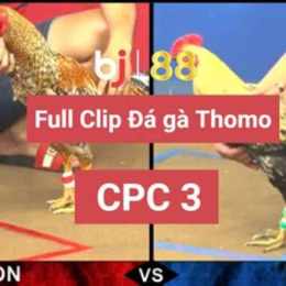 trang đá gà thomo