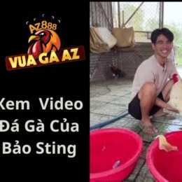 trang đá gà uy tín bảo sting