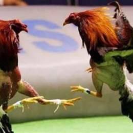 trực tiếp đá gà 16 10