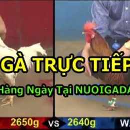 truc tiep da ga 27/5/2023