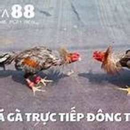 truc tiep da ga baosting