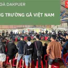 trực tiếp đá gà bồ 888 hôm nay